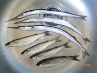 Большой Утриш в ноябре: бомбарда с опарышем и «нереисом», сарган единичный