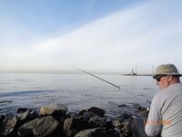 Большой Утриш в ноябре: бомбарда с опарышем и «нереисом», сарган единичный