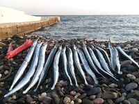 Ливадия, пляж: сарган 40–44 см в ветер и метр волны благодаря паре «ноу-хау»