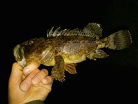 Техники по воблерам и вопрос по горбылю: до дна ли заглублять и что сработало