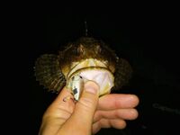 Техники по воблерам и вопрос по горбылю: до дна ли заглублять и что сработало