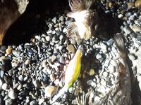 Две рыбалки без подробностей: часть рыбы не фоткал, был бычок на воблер