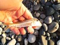 Цандрипш в сентябре: барабулька и карасик на маракуйю, ставридный праздник ночью