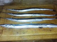 Сковорода 30 см и ставрида с июня: 8 штук крупной — потолок