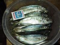 Сковорода 30 см и ставрида с июня: 8 штук крупной — потолок