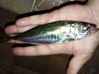 Сковорода 30 см и ставрида с июня: 8 штук крупной — потолок