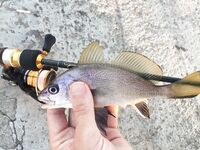 Новороссийск, Мыс Мол: первый горбыль на микруху и лайфхак со спиннингами