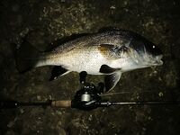 Полная луна и визг фрикциона: 1.98 кг горбыль как финал ночи