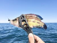 Первый комплект готов: проверю на вечернем выходе по ставриде