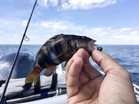 Первый комплект готов: проверю на вечернем выходе по ставриде