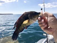 Первый комплект готов: проверю на вечернем выходе по ставриде