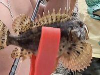 Симеис с сыном: 22–24 г, три крючка с креветкой, ерш 100 г и вопрос по зеленухе