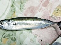 ПилАмида или пеламида: уточняю вид по фото, похожий хвост и корпус