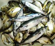 Пара контрастов: ласкирь на уса и пеламида с троллинга с утра