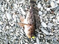 Первый опыт: вечер впустую, а утром почин — ерш, ставридка и окунь на 2 г