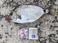 Судак, за «Махито»: красные рачки 2 г выстрелили до сумерек, трава мешала