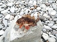 День послабее: один ерш на километр берега, карась с точки ушёл