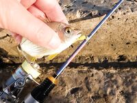 ЮБК, Streetracer в чемодане: купаюсь и ловлю, когда хочется — морская рыбалка в радость