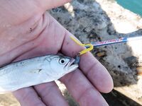 ЮБК, Streetracer в чемодане: купаюсь и ловлю, когда хочется — морская рыбалка в радость