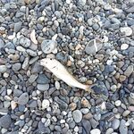 Шторм и мутная вода: со «светлячка» пара барабулек и ерш с ласкирем до волны