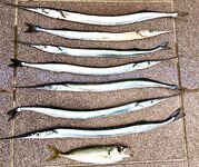 Анапа–Витязево: дроп-шот с Marukyu Power Isome, пилькер 7–8 г по саргану