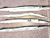 Анапа–Витязево: дроп-шот с Marukyu Power Isome, пилькер 7–8 г по саргану