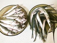 Анапа–Витязево: дроп-шот с Marukyu Power Isome, пилькер 7–8 г по саргану