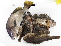 Судак, 02.09–15.09: донка с креветкой слабая, бомбарда лучше; ночами — луфарь