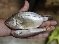 Судак, 02.09–15.09: донка с креветкой слабая, бомбарда лучше; ночами — луфарь