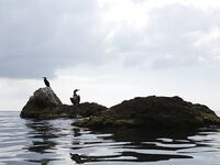 Судак, 02.09–15.09: донка с креветкой слабая, бомбарда лучше; ночами — луфарь