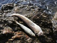 Судак, 02.09–15.09: донка с креветкой слабая, бомбарда лучше; ночами — луфарь