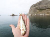 Судак, 02.09–15.09: донка с креветкой слабая, бомбарда лучше; ночами — луфарь