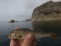 Судак, 02.09–15.09: донка с креветкой слабая, бомбарда лучше; ночами — луфарь