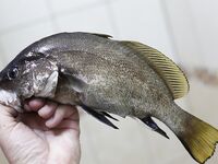 Судак, 02.09–15.09: донка с креветкой слабая, бомбарда лучше; ночами — луфарь