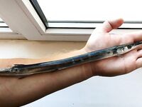 Час активного клева: один достойный, в остальном «шнурки» — рыбалка коротким окном