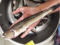 Косы в море: дракончик хорошо клюёт — сосед выходит целенаправленно