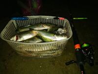 ЮБК, остывшая вода: восстановился клев, переключился со «шнурков» на луфаря