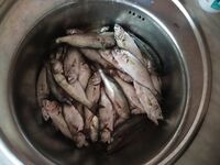 ЮБК, луфари и луна: ночная охота и поломанное удилище в разгар клева