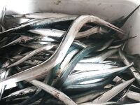 Черноморское и «шпор»: сарган с сыном на пилькеры — клевали с переменным успехом