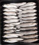 Имеретинка, граница и вечерний темп: рыбалка за пару часов по кромке волнореза