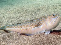 Предупреждение по морскому дракончику: лучше перечитать памятку с фото