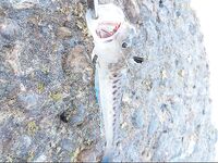 Страх перед дракончиком ночью: ловлю на отводной и всегда проверяю рыбу у ног