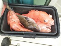 Размер приманки под ерша: не великоват ли выбор для текущей активности?