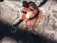 «Жадная и голодная» рыба: клюёт всё, что влезает, вот бы размеры как у вас