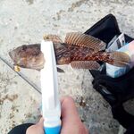 Хоста, прогулка до обеда: тиролька 5 г, сухой червь и «тихие» поклёвки