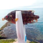 Хоста, прогулка до обеда: тиролька 5 г, сухой червь и «тихие» поклёвки