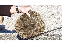 Береговой трофей в марте: силиконовый виброхвост на лёгкой огрузке