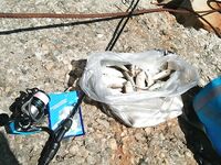 Короткая пометка без деталей: выход состоялся, уточню по снастям позже