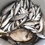 Южная Озереевка, 12–20 м и вода 12.5: открыли сезон с лодки уверенно