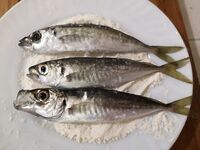 Жарка без хлопот: масло, мука, сковорода — и рыба получается очень вкусно